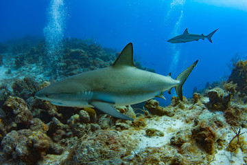 Fototapeta na wymiar Caribbean Reef Sharks on the prowl for a meal in the Turks and Caicos Islands.