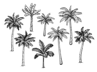 Collection of palm trees. © alhontess