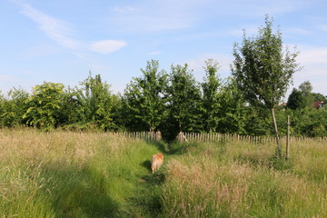 Dog in the field