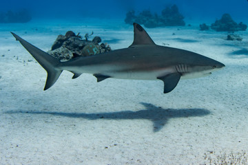 Caribbean Reef Sharks on the prowl for a meal in the Turks and Caicos Islands.