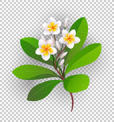 Naklejka premium Vector illustration of blooming plumeria.