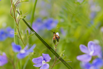 ladybug on a flower