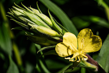 Two yellow flowers in the form of a heart on a background of green grass