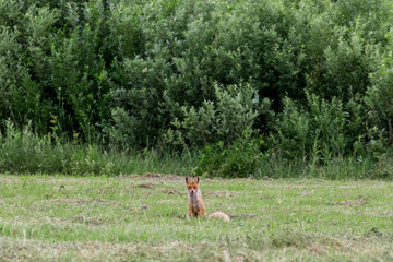 fox in the forest