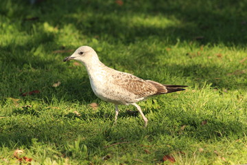 A gull in Lisboa