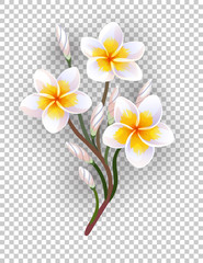 Vector illustration of blooming plumeria