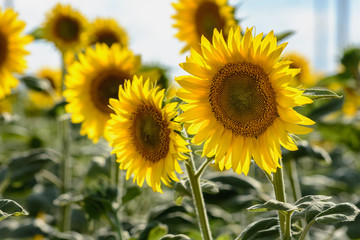 Bright large sunflowers in a blooming field illuminated by the rays of the sun through the clouds