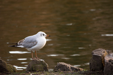 Bird 245