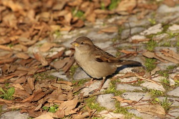 Bird in close-up