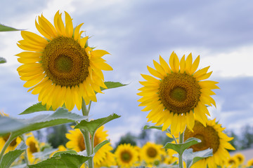 Bright large sunflowers in a blooming field illuminated by the rays of the sun through the clouds