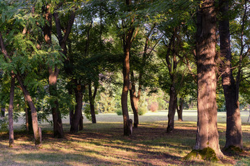 The trees in the park are flooded with sunlight at sunset