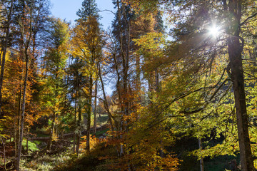 Obraz premium The sun is shining through some leaves in this colorful forest during autumn season.