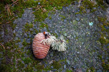 a pine cone on the mossy floor stone.