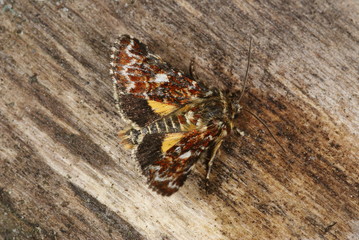 Anarta myrtilli (LINNAEUS, 1761) Heidekrauteulchen 28.06.2011 DE, NRW, Leverkusen-Opladen