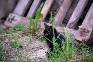Gray and black kittens play on a good day