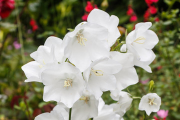 Obraz premium White carpathian bellflowers in a garden during summer