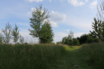 Path in the field
