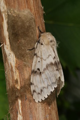 Lymantria dispar (LINNAEUS, 1758) Schwammspinner, Weibchen bei Eiablage 09.07.2011 DE, NRW, Leverkusen-Opladen