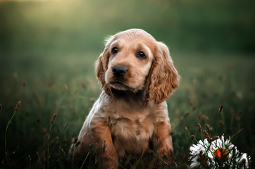 american cocker spaniel red puppy very cute eyes portrait with flowers