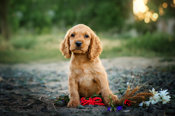 american cocker spaniel red puppy very cute eyes portrait with flowers