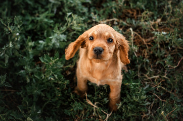 american cocker spaniel red puppy very cute eyes beautiful portrait at sunset