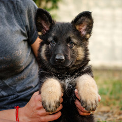 german shepherd cute puppy portrait little guard