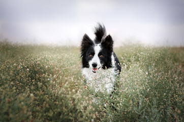 Fototapeta na wymiar border collie dog cute funny portrait at sunset in magical lights