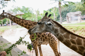  close up cute giraffe head at the zoo.