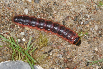 Cossus cossus (LINNAEUS, 1758) Weidenbohrer , Raupe 06.08.2011 DE, Mecklenburg-Vorpommern, Groß-Schwansee