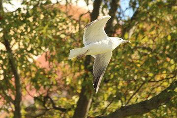 A gull flying in Lisboa sky