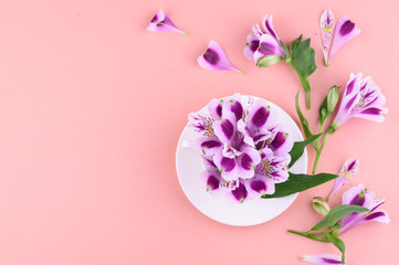 beautiful flowers of astromeria with a white cup on a pink background