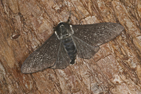 Biston betularia (LINNAEUS, 1758) Birkenspanner, schwarze Form , Melanismus 09.07.2011 DE, NRW, Leverkusen-OpladenSONY DSC