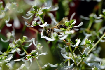 Weiße Blüten und Biene - Stockfoto