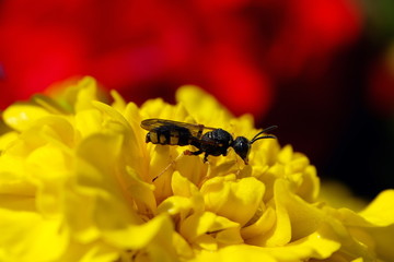 Junge Wespenbiene auf gelber Blüte und roter Hintergrund - Stockfoto