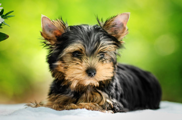 Yorkshire terrier cute puppies first walk portrait with flowers on a bright green background
