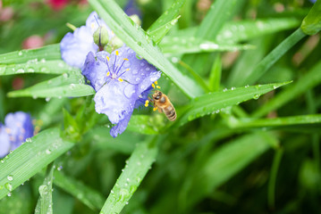 blue flowers in the garden. bee collects pollen. summer