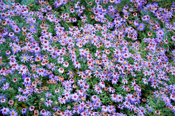 purple flower carpet texture
