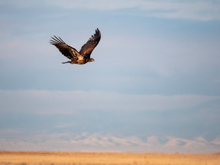 Juvenile Bald Eagle in flight