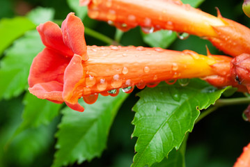 flower campsis in raindrops. summer in the garden