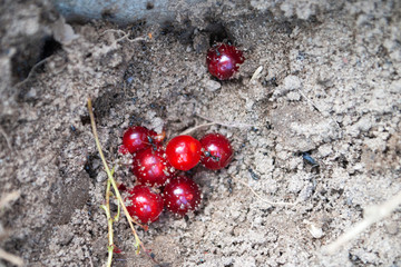 ants and berries in the ground. close-up.