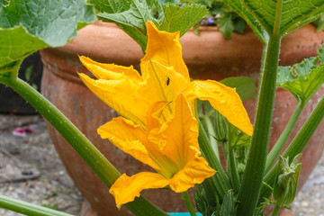 Yellow zucchini flower in a garden during summer