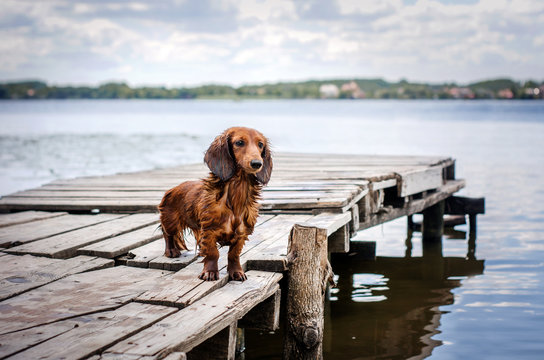 beautiful red dachshund walk near the river fun water dog on the bridge