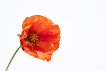 Poppy flowers on white.