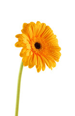 Beautiful daisy gerbera flowers isolated on white background