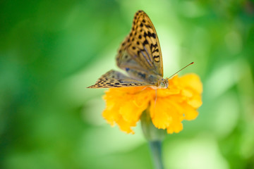 Fototapeta na wymiar Beautiful macro flower on a green background with butterfly