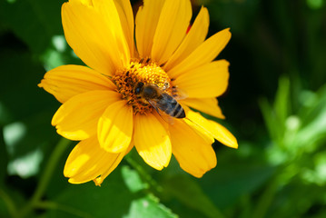flowers in the garden. bee collects pollen. summer