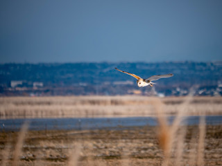 Barn owl flying over a marshy area
