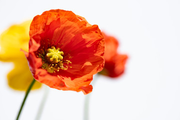 Poppy flowers on white.