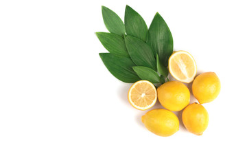 Lemon tree with leaves on white background