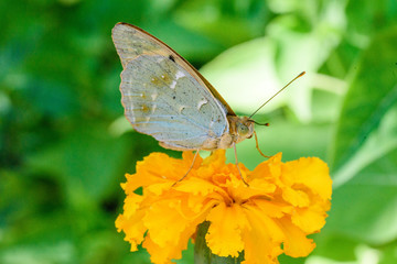Beautiful macro flower on a green background with butterfly
